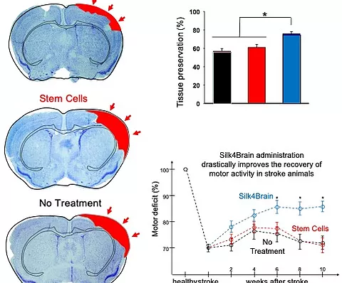 Comparación del uso de células madre sin fibroína de seda, y el uso de la terapia S4B en la recuperación de la actividad motora de los animales participantes en los estudios preclínicos.